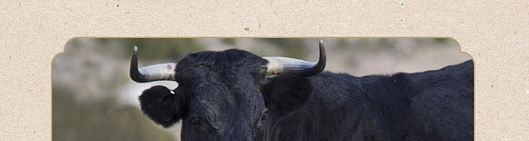 netflix-meridian-massage-board-black-buffalo-horn-for-face-6