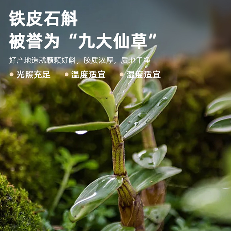 gum-fun-taobao-instant-flowering-gum-hot-selling-top1-dendrobium-dendrobium-green-bean-paste-160g12-2