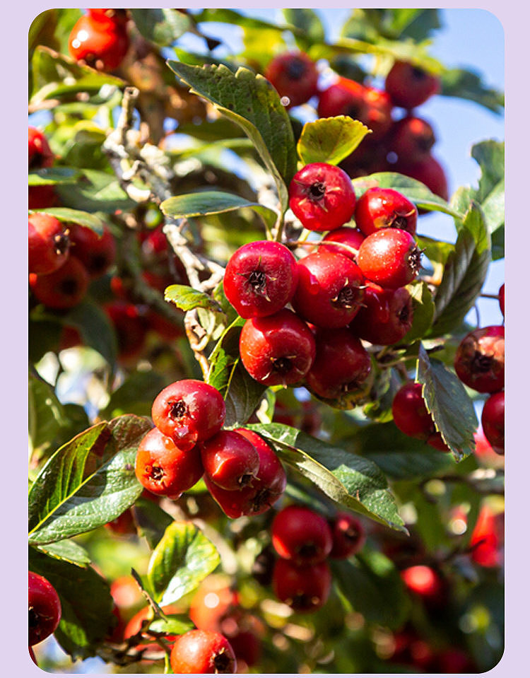 woji-fresh-berries-hawthorn-sticks-180g-3