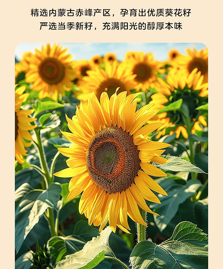 woji-xian-caramel-flavored-sunflower-seeds-200g-3