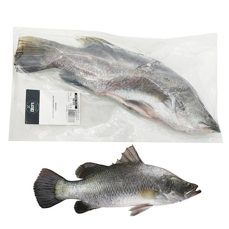 frozencostis-sharp-snouted-sea-bass-babybarramundi-has-cleaned-one-into-600-800g-1
