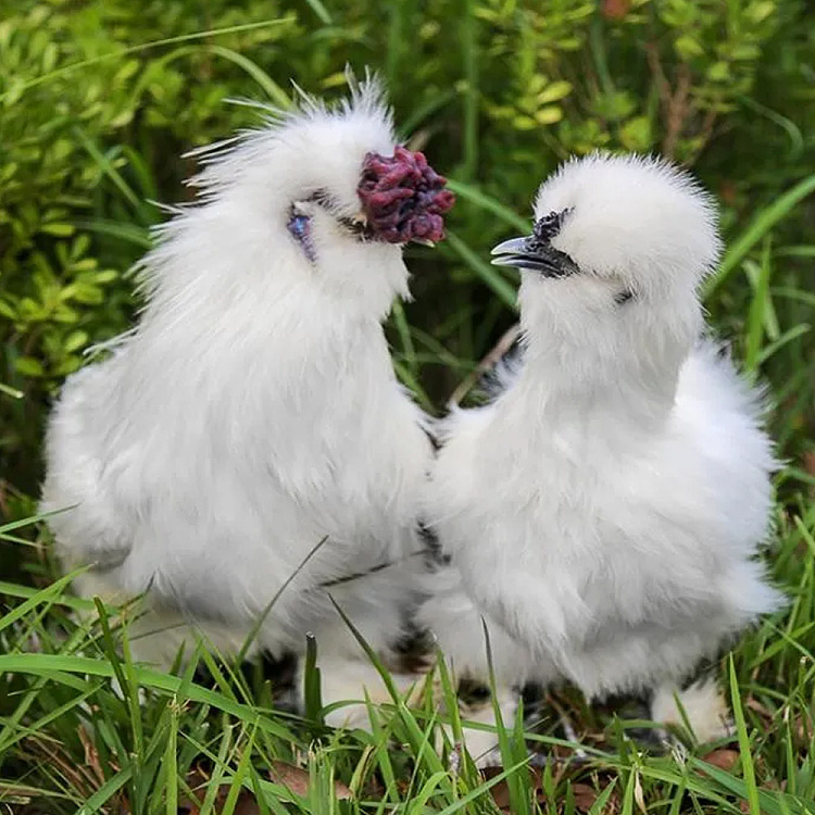 frozenwonderwander-forest-raised-cockerel-is-one-year-old-about-1kg-1