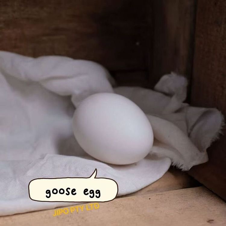 chicken-lady-fresh-goose-eggs-1-box-of-2-2