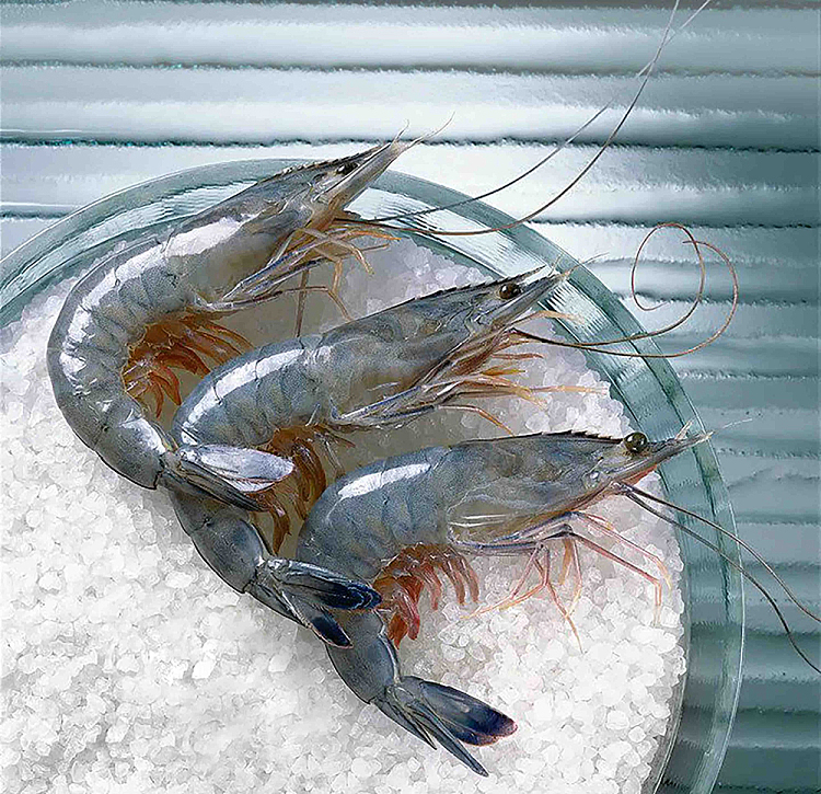 frozen-paradise-shrimp-size3140-sashimi-grade-gift-box-1kg-2