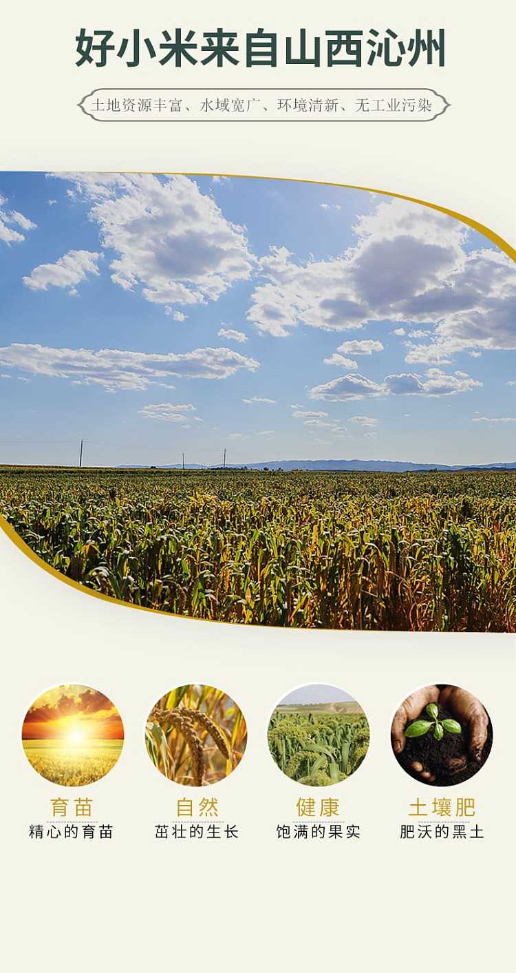 mountain-valley-grain-qinzhou-yellow-millet-500g-4