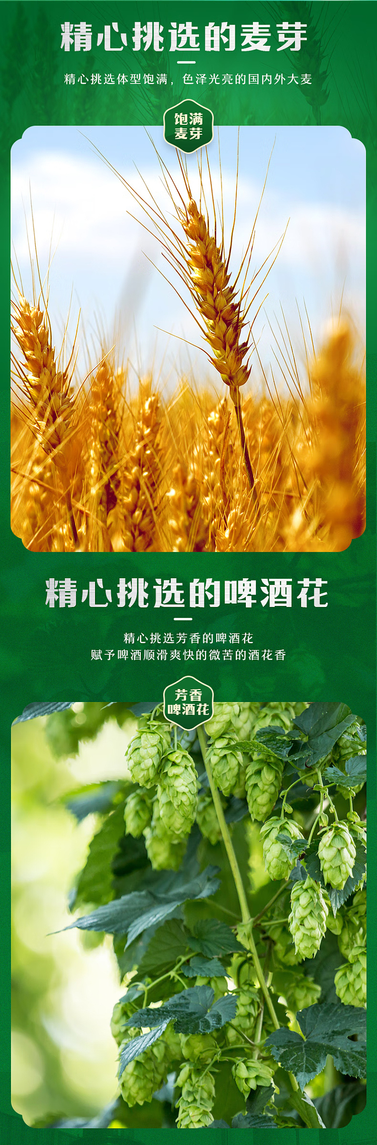 tsingtao-beer-alcohol-45-500ml4-bottles-3