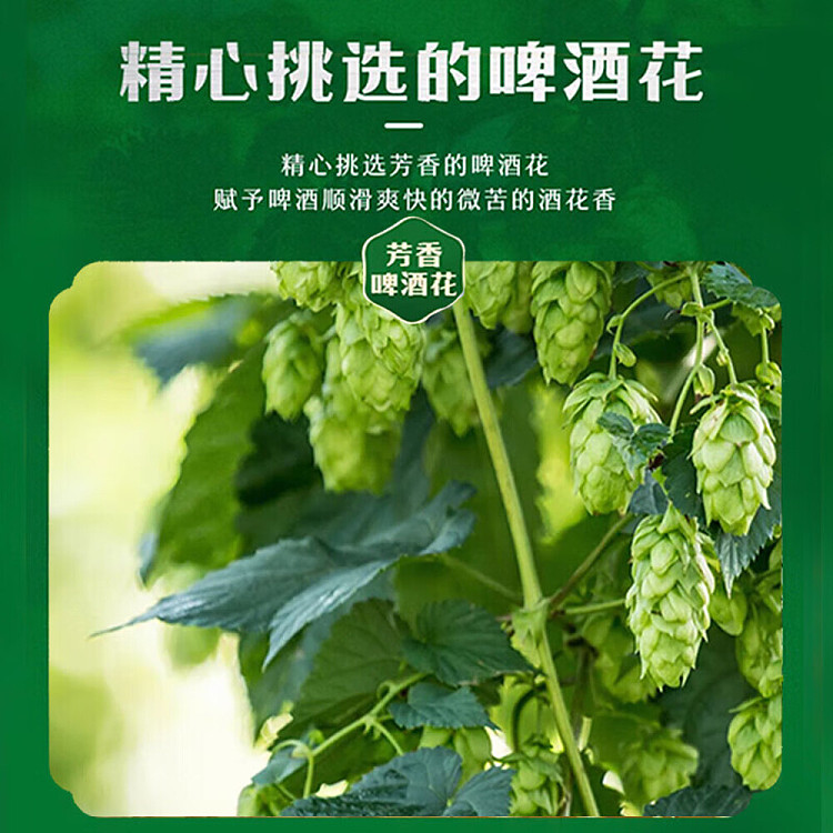 tsingtao-beer-alcohol-45-500ml4-bottles-4