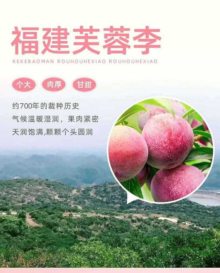 jiabao-korean-plum-90g-4
