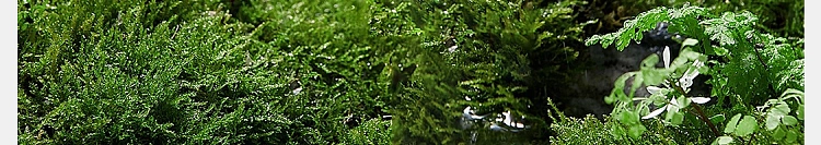 netflix-bathroom-fragrance-misty-cedar-400ml-93