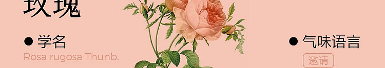 netflix-home-deodorizing-fragrance-rose-suzuran-120ml-54
