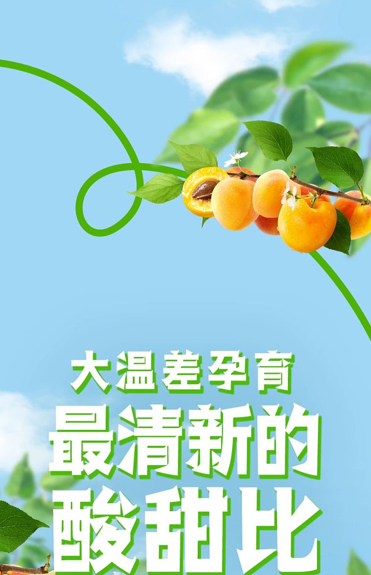 yili-yogurt-apricot-flavor-250ml-2