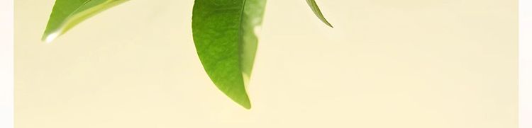 nongfusanquan-oriental-tree-leaf-chenpi-white-tea-500ml15-bottles-10