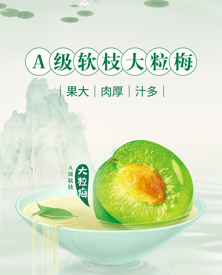 case-master-kang-green-tea-with-qingmei-flavor-500ml15-bottlescase-2