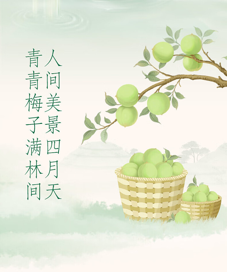 case-master-kang-green-tea-with-qingmei-flavor-500ml15-bottlescase-3