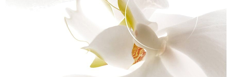 half-acre-brightening-brightening-fragrance-body-lotion-250ml-40