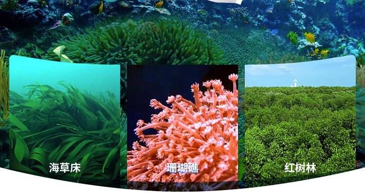 guangdong-salt-iodized-eco-sea-salt-table-salt-250g-5