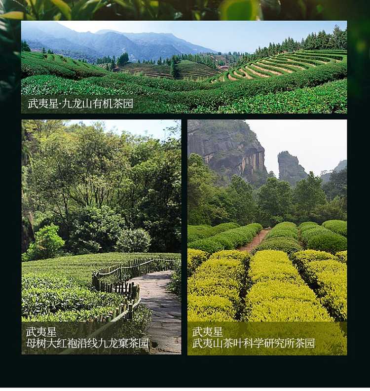 gift-box-tea-sharing-wuyi-star-five-flavor-dahongpao-souvenir-9g5-bags-45g-10