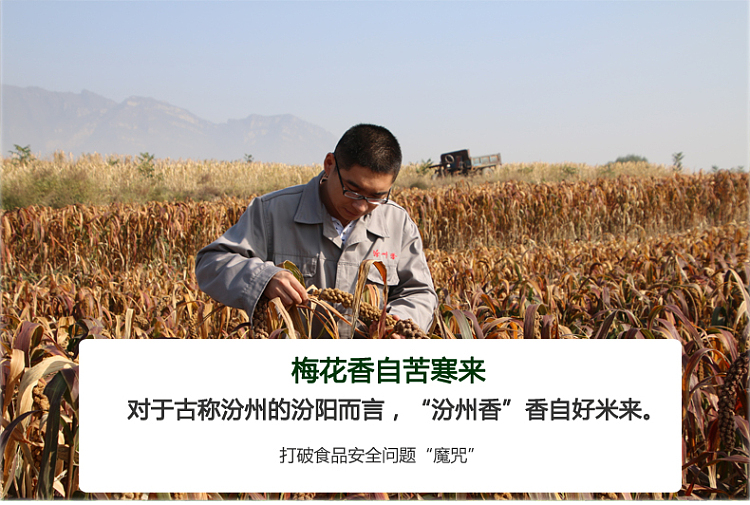 fenzhou-fragrant-millet-500g-8