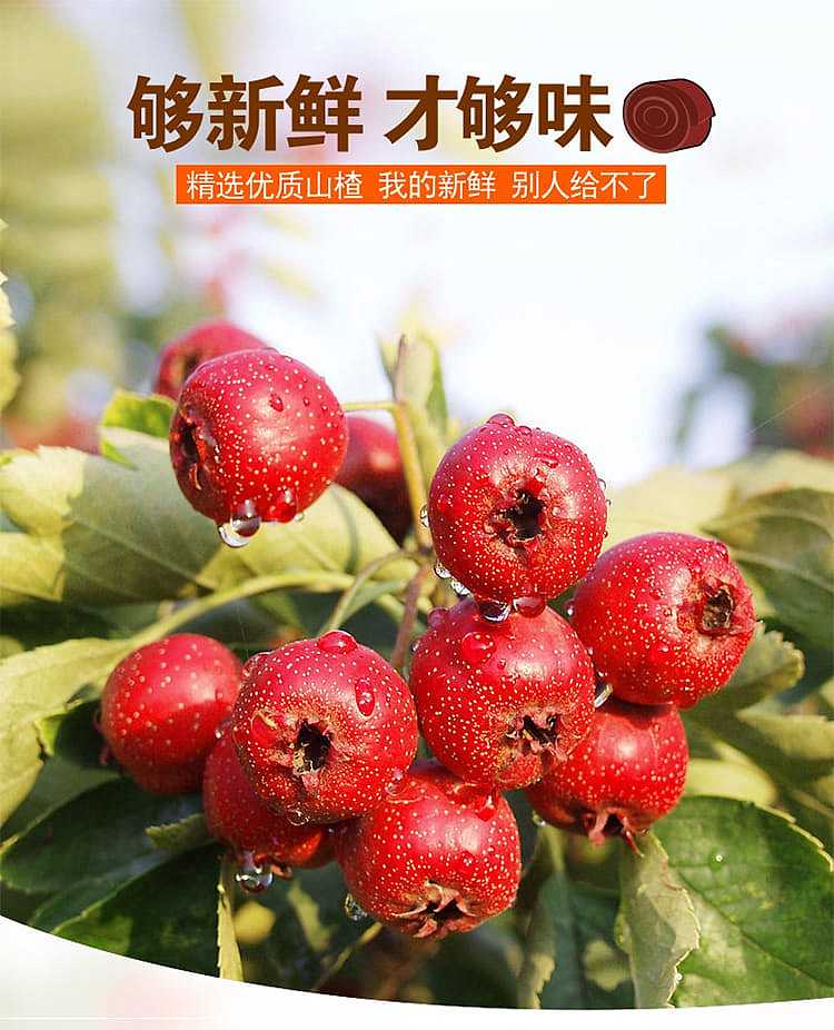 commune-union-hawthorn-roll-210g-2