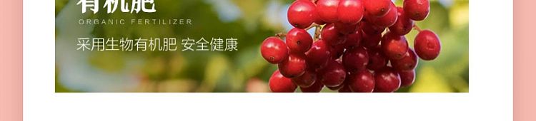 liangpinpuzi-dried-cranberries-100g-4