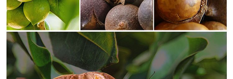 liangpinpuzi-macadamia-nut-creamy-120g-8