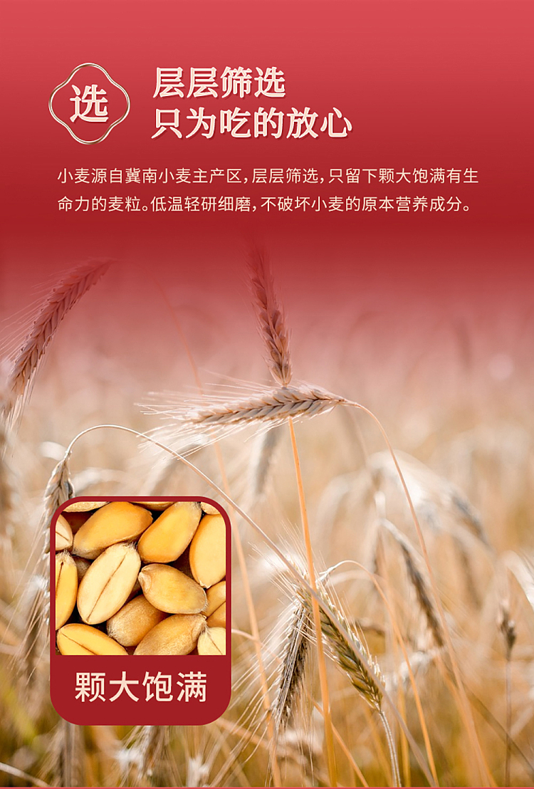 jinshahe-fuqiang-high-gluten-wheat-flour-25kg-2