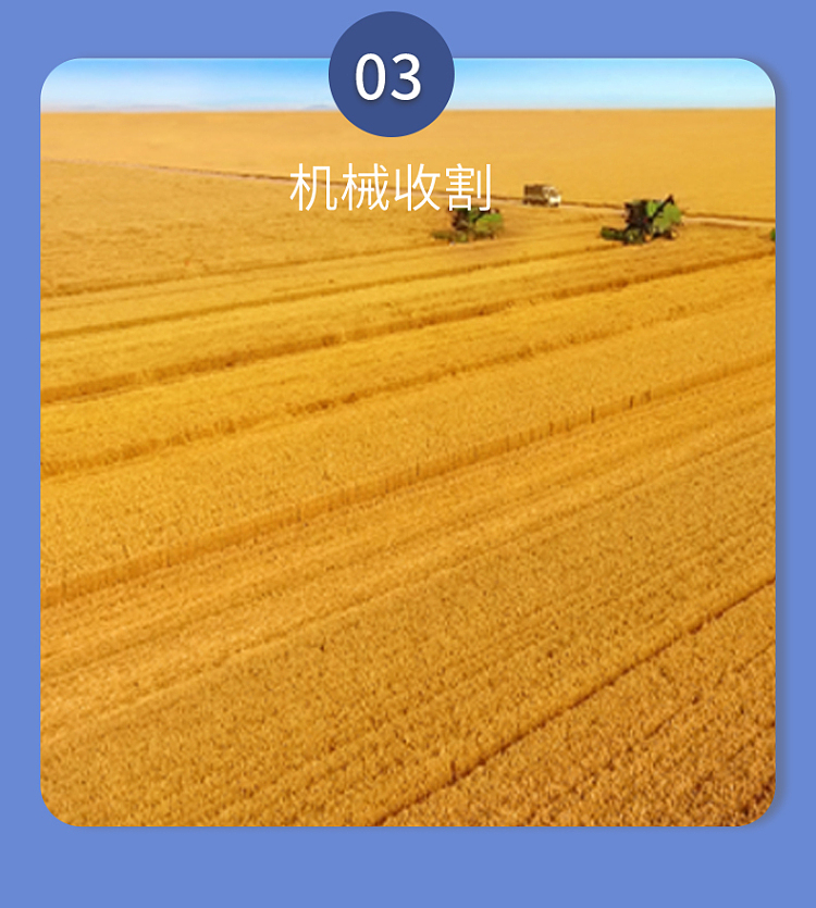jinshahe-songhe-noble-wheat-flour-1kg-5