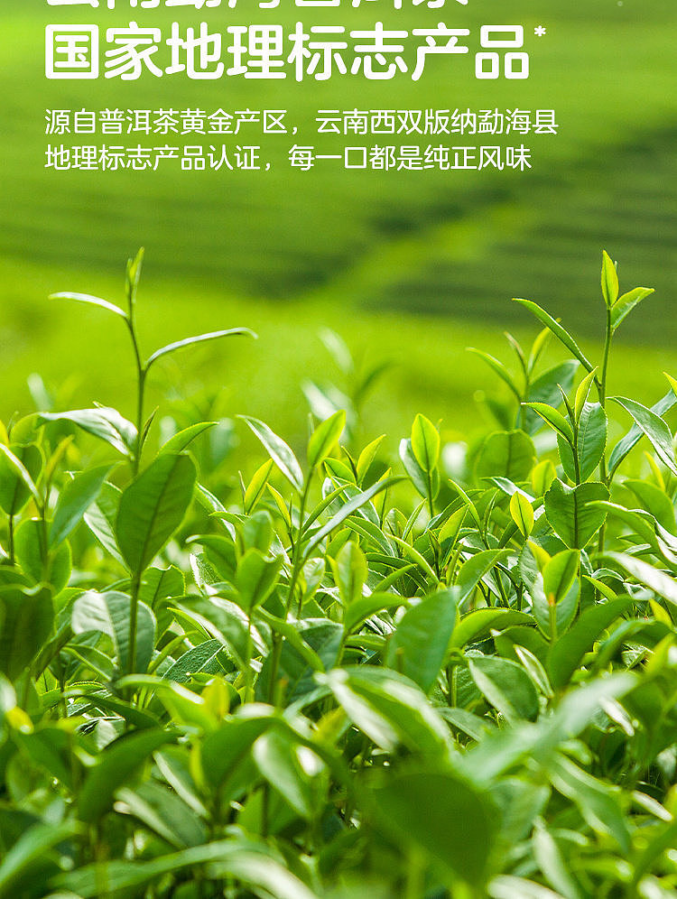 walmart-china-self-supporting-series-woji-fresh-cooked-puerh-tea-15l-3