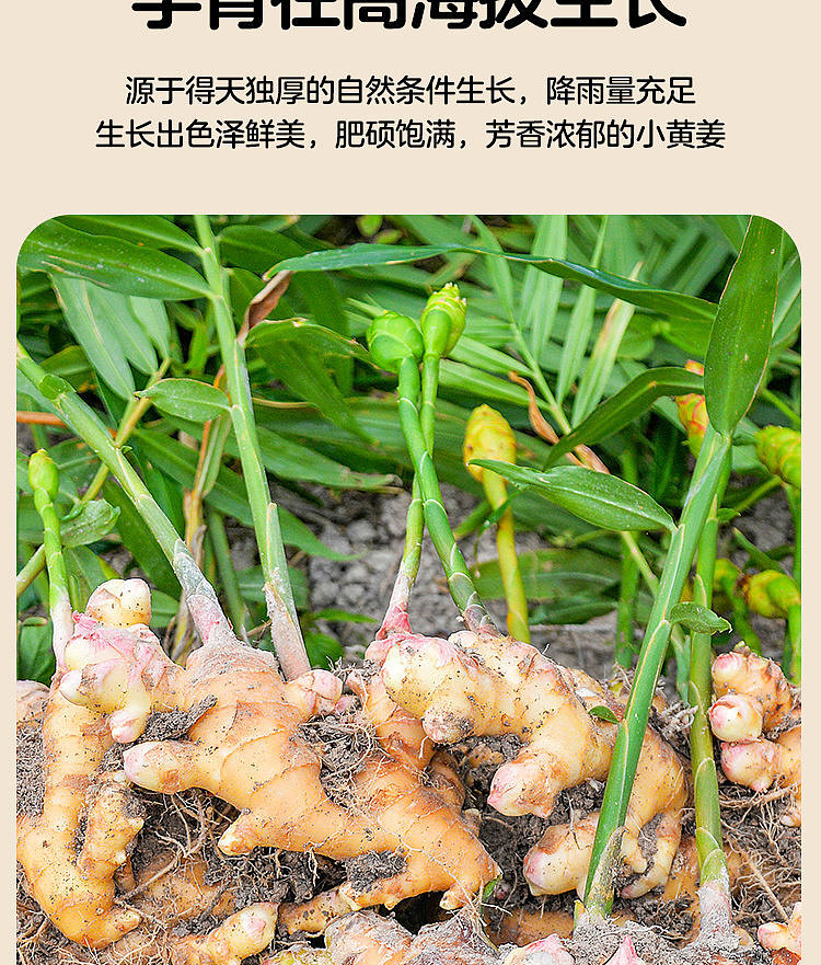 walmart-china-self-supporting-series-woji-fresh-small-yellow-ginger-citrus-drink-750ml-3