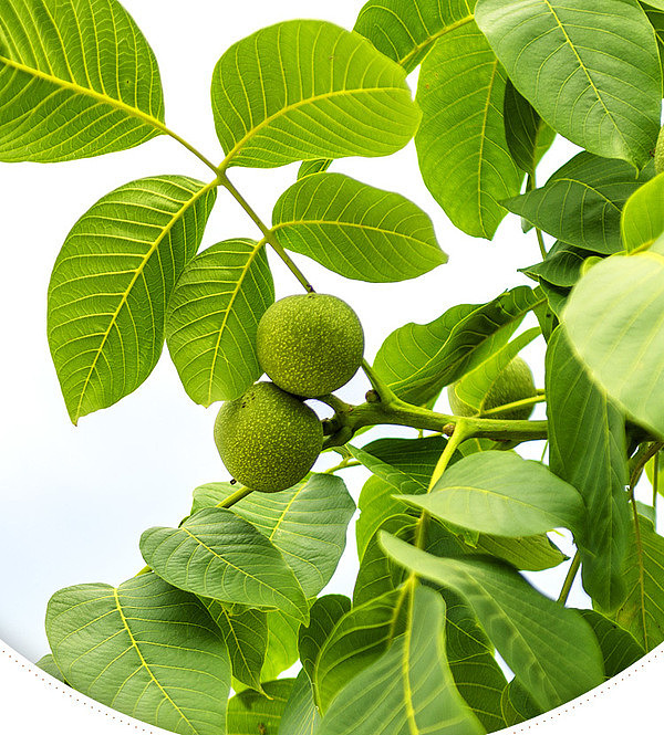 sams-own-brand-mm-organic-yunnan-walnuts-1kg-3