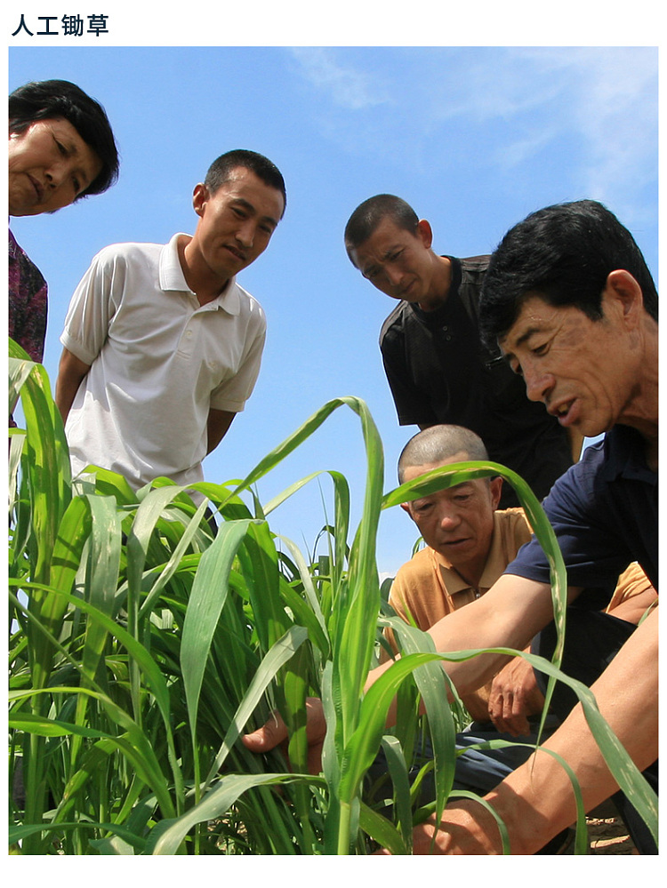 mengqing-qingshuihe-small-fragrant-rice-500g-8