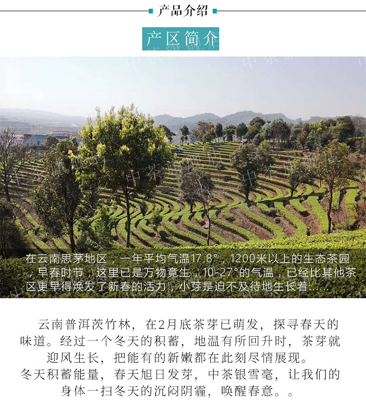gift-boxtea-share-2023-new-tea-yunnan-silver-snow-hairs-green-tea-150g-2