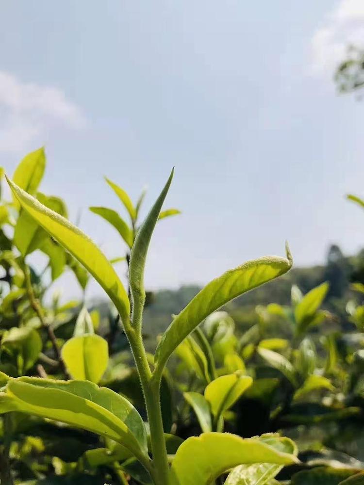 gift-boxtea-share-2023-new-tea-yunnan-silver-snow-hairs-green-tea-150g-9