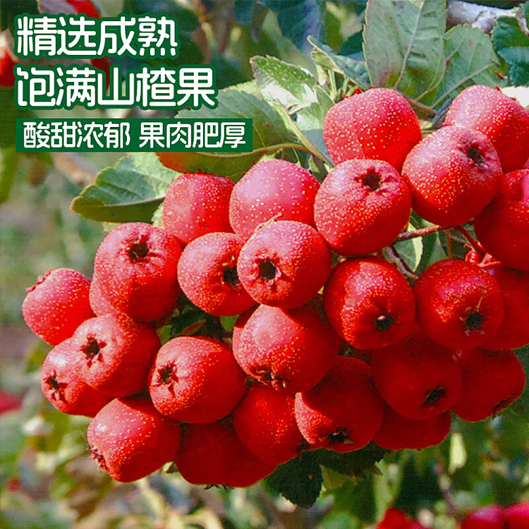 black-hat-simple-negative-ice-sugar-hawthorn-juice-125ml3-2