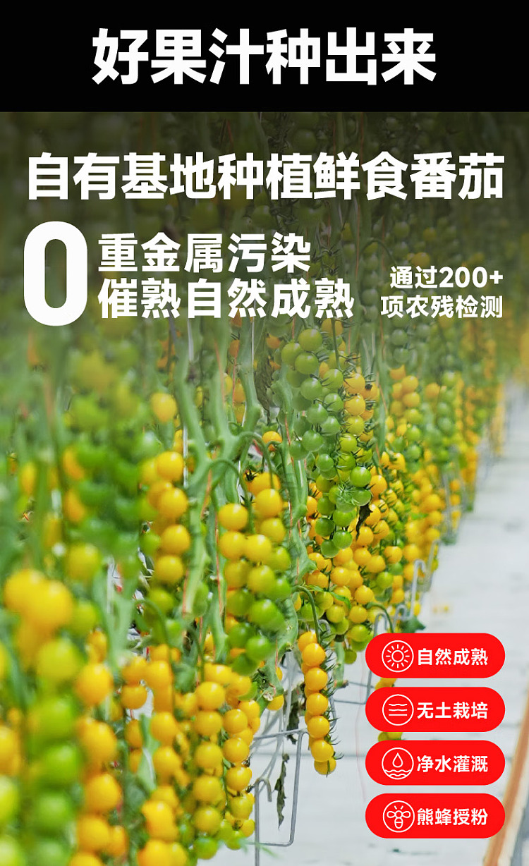 one-big-100-nfc-yellow-tomato-juice-270g-4