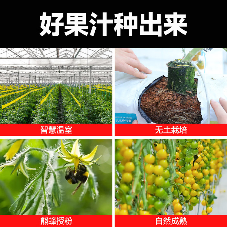 one-big-100-nfc-yellow-tomato-juice-270g-2