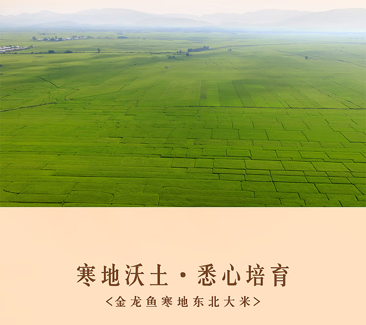 golden-dragon-fish-cold-northeast-rice-5kg-5