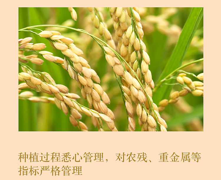golden-dragon-fish-cold-northeast-rice-5kg-7