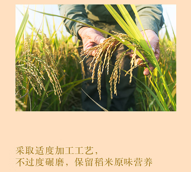 golden-dragon-fish-cold-northeast-rice-5kg-8