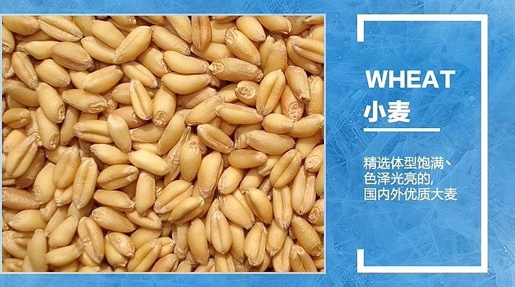 harbin-wheat-king-canned-beer-36-alcohol-500ml12-cans-case-3