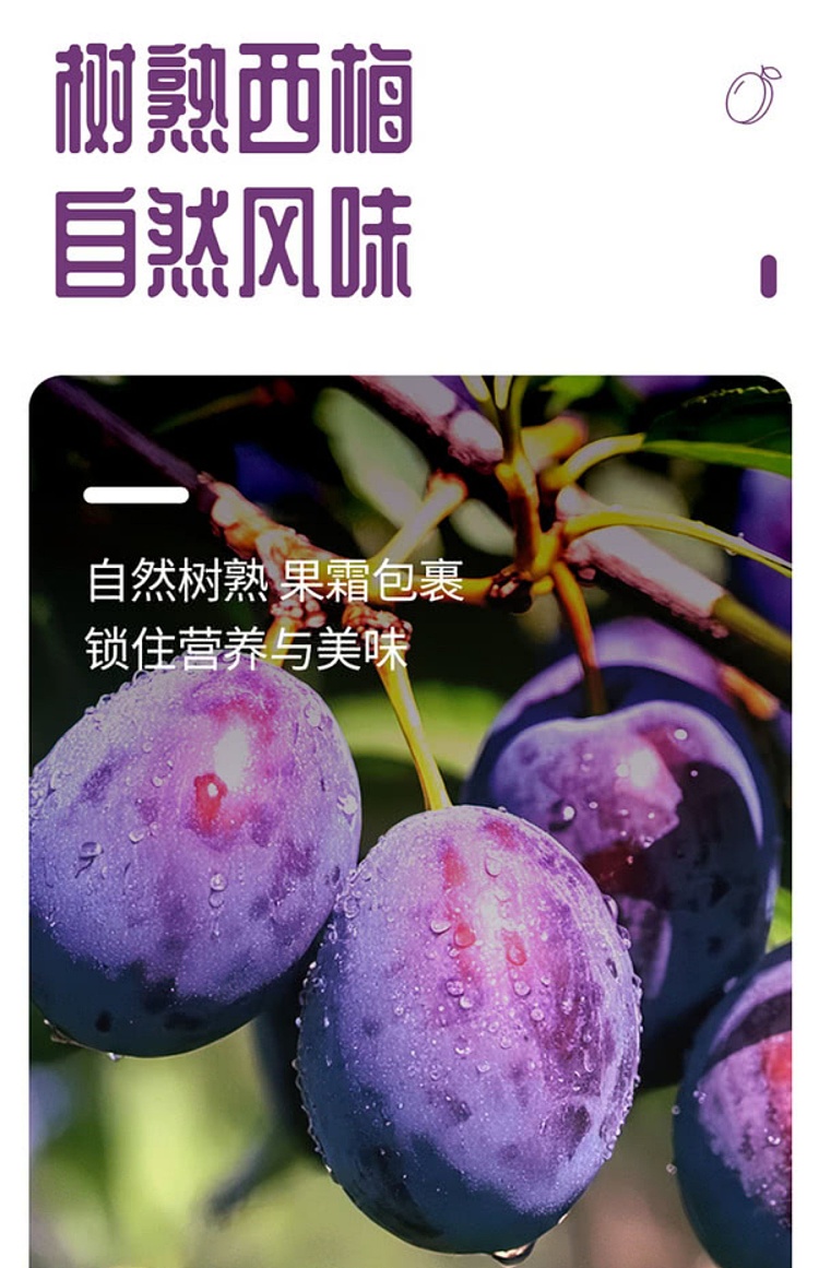 slippery-plum-chilean-dried-prunes-800g-sams-buy-5