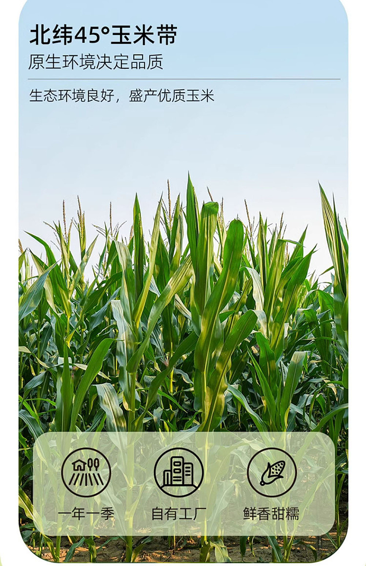 october-paddy-yellow-glutinous-corn-single-220g-4