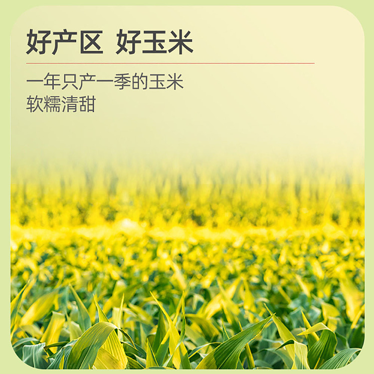 october-paddy-yellow-glutinous-corn-single-220g-5
