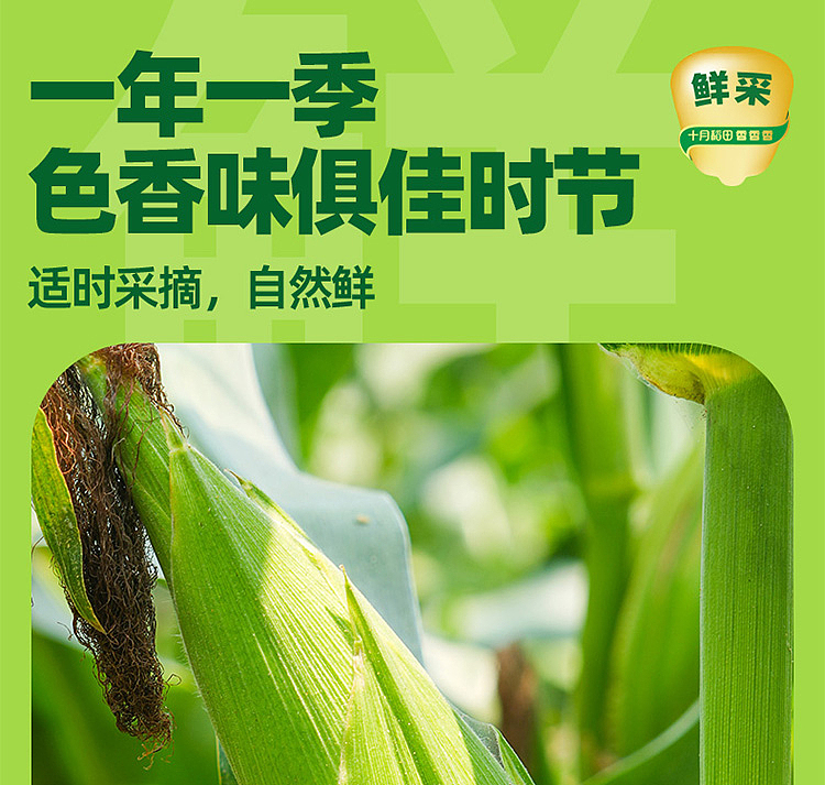 october-paddy-flower-sticky-corn-22kg-4