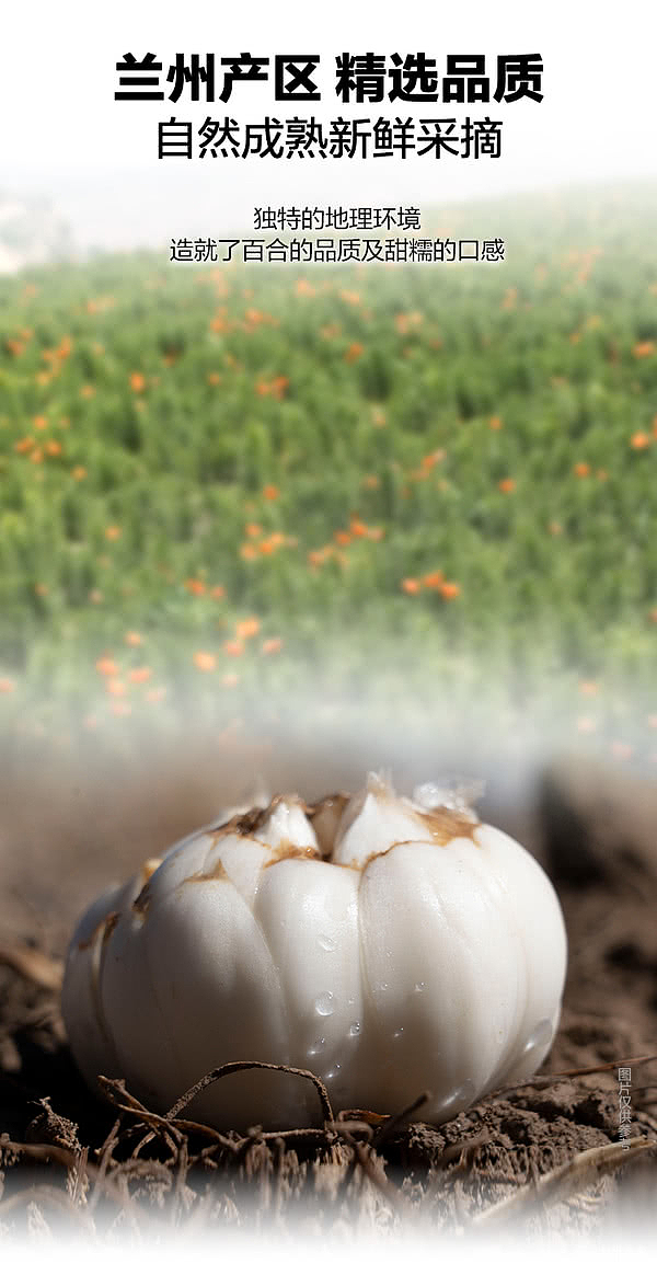 sams-exclusivesams-exclusive-supply-of-ching-kee-nine-years-jade-selected-dried-lily-300g-2