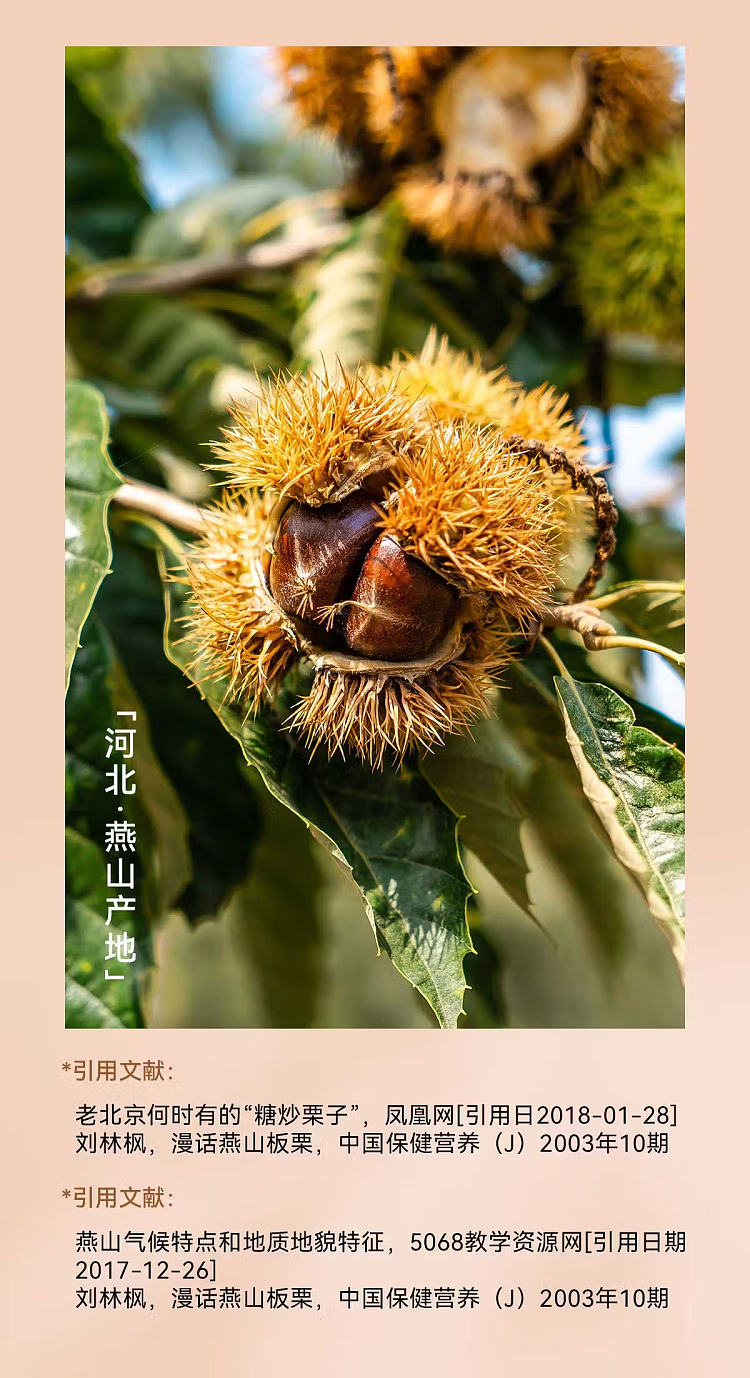 chestnut-kernel-50g-4