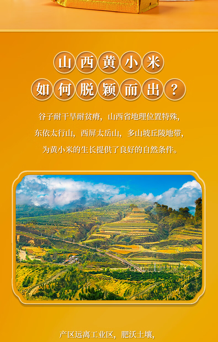 october-paddy-shanxi-yellow-millet-500g-4