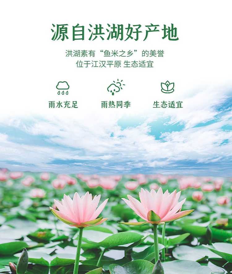 gorgeous-c-position-sugar-free-lotus-leaf-tea-hawthorn-flavor-310ml-2