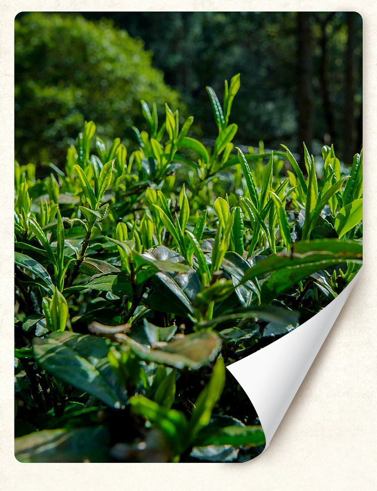 zhengshantang-feizi-xiao-black-tea-premium-grade-classic-can-50g-20