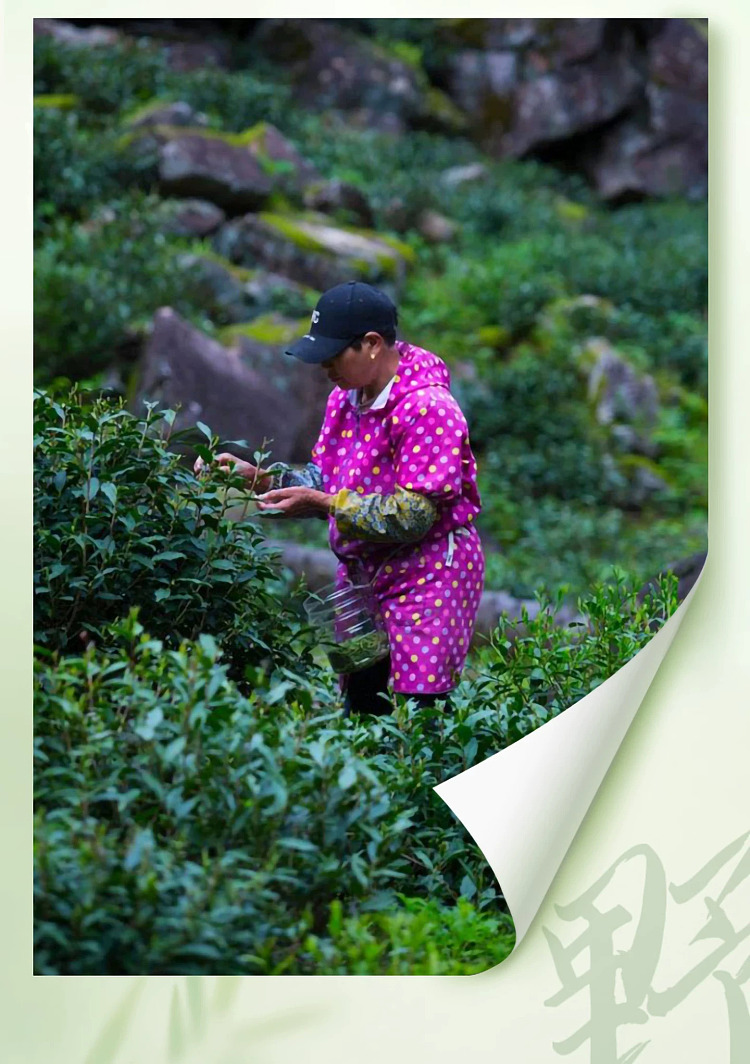 zhengshantang-zhengshan-xiaozhong-wild-tea-premium-black-tea-classic-can-50g-21